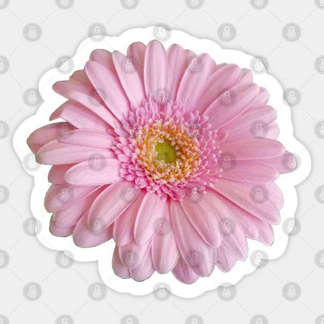 Pink Gerbera Floral Photo Sticker by ellenhenryart